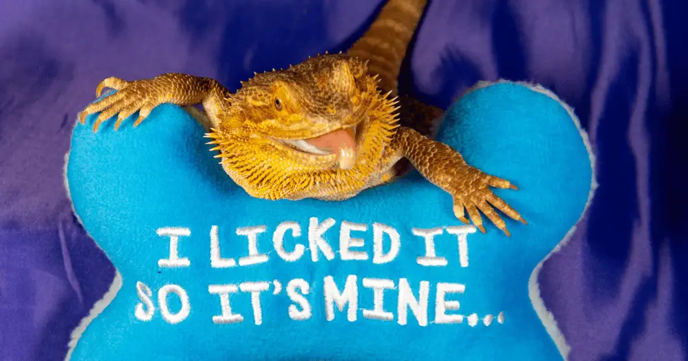 What Does It Mean When a Bearded Dragon Licks You?