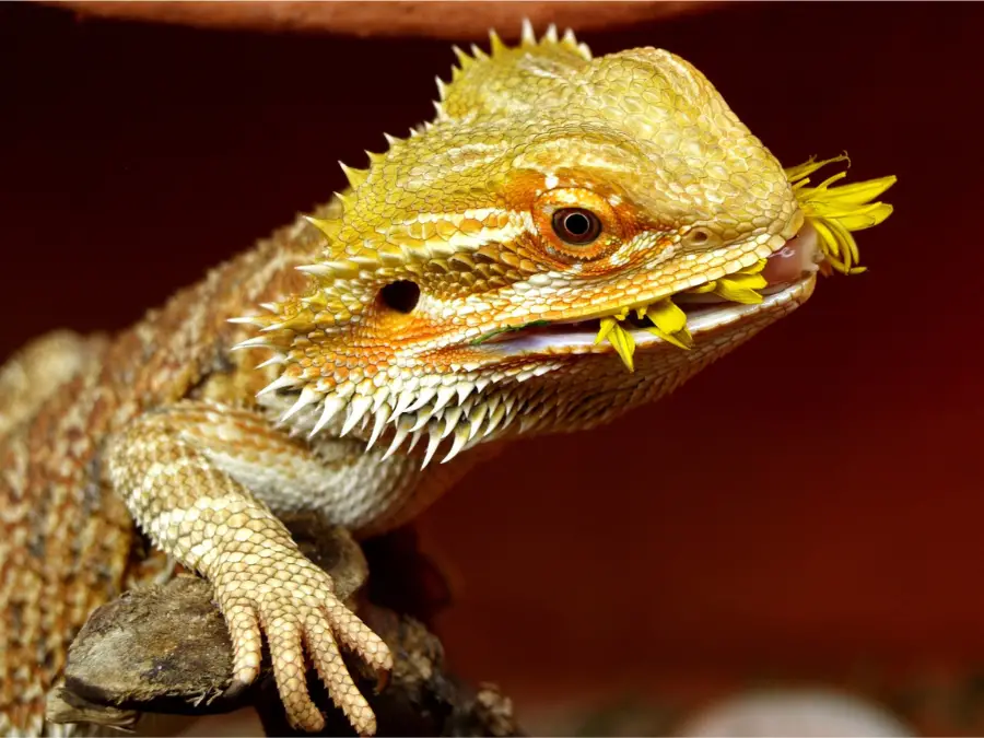 What Fruits Can a Bearded Dragon Eat