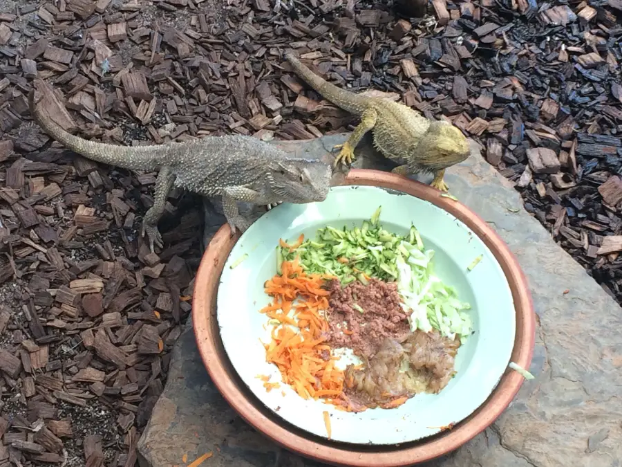 What Fruits Can a Bearded Dragon Eat:
