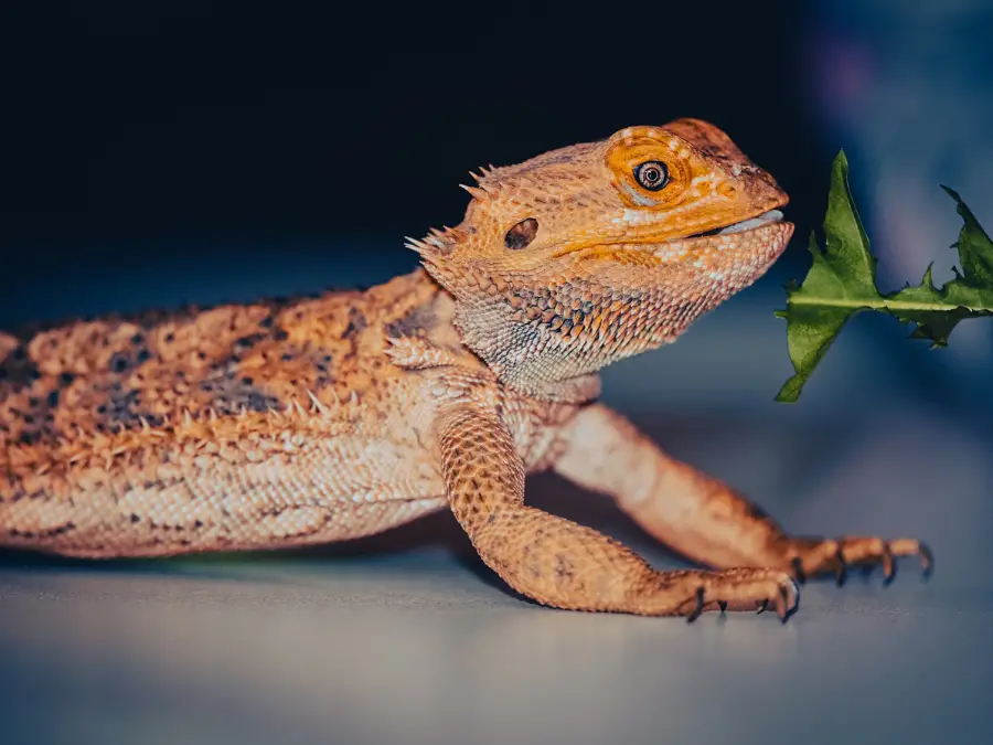 What Fruits Can a Bearded Dragon Eat: