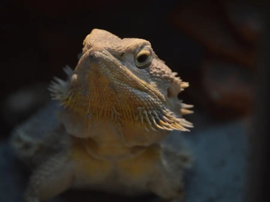 Why Does My Bearded Dragon Stare at Me? 