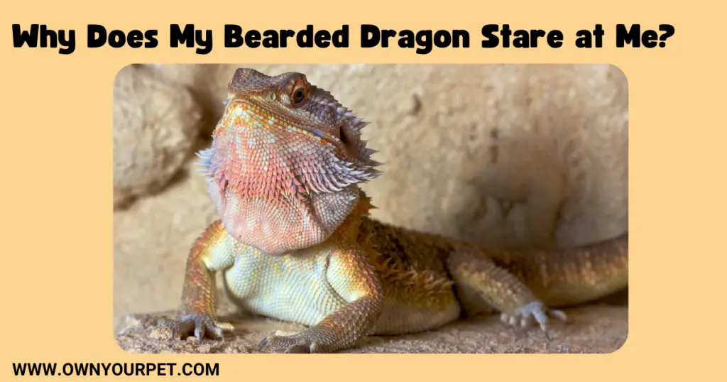 Why Does My Bearded Dragon Stare at Me?