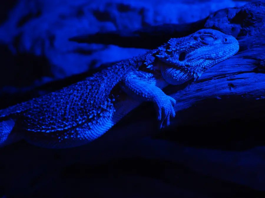 Bearded Dragon Sleeping So Much: 