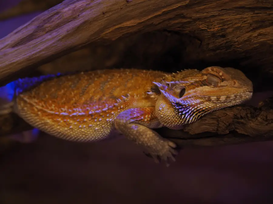 Bearded Dragon Sleeping So Much: Everything Explained