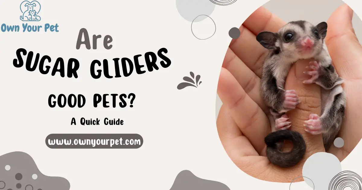 Are Sugar Gliders Good Pets? A Quick Guide