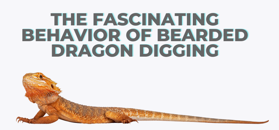 The Fascinating Behavior of Bearded Dragon Digging