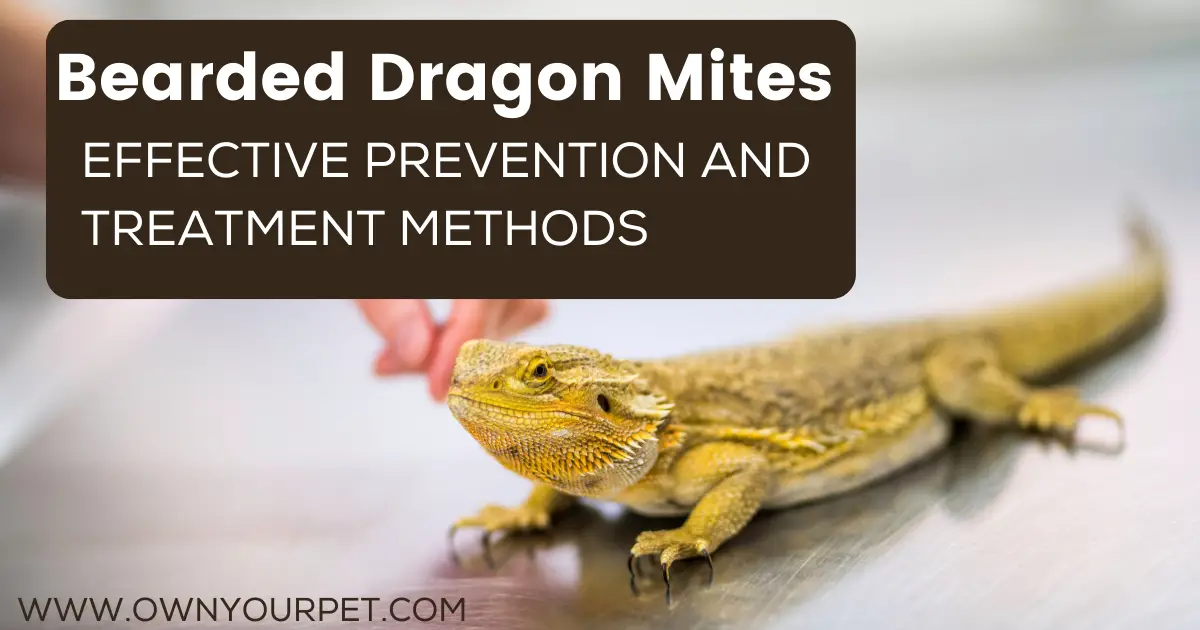 Bearded Dragon Mites: Effective Prevention and Treatment Methods