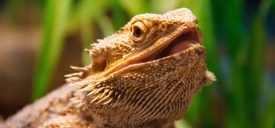 Bearded Dragon Mouth Rot: