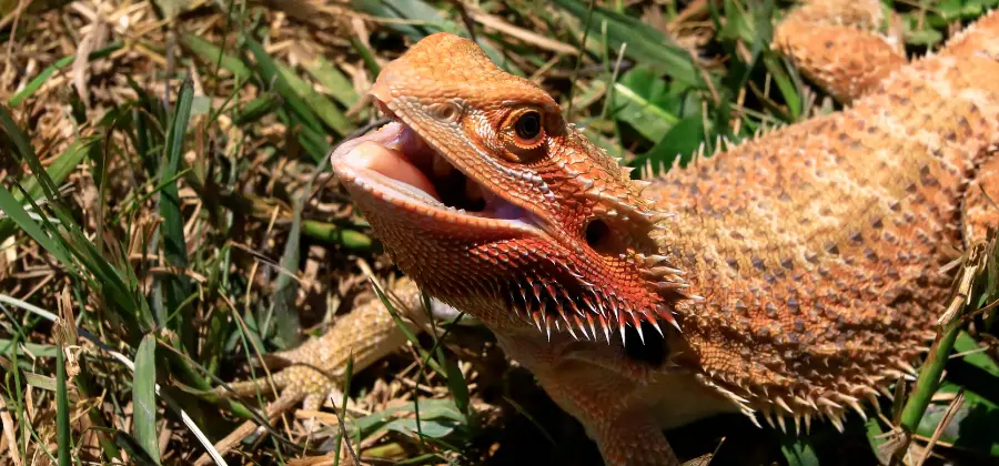 Bearded Dragon Mouth Rot: Overview