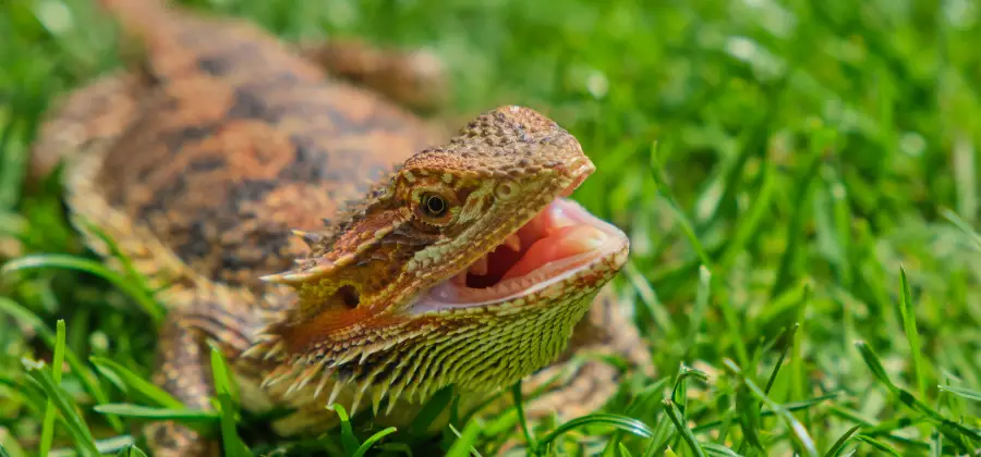 Bearded Dragon Mouth Rot: 