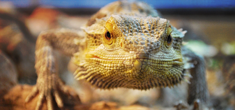 Bearded Dragon Not Eating: