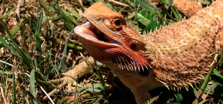 Bearded Dragon Not Eating: 