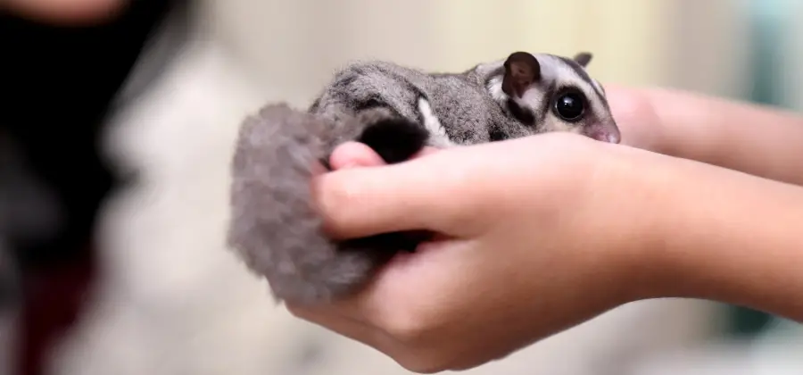 Mosaic Sugar Glider: Everything You Need to Know