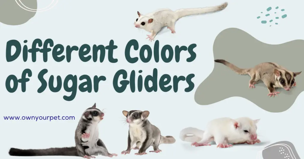 Different Colors of Sugar Gliders
