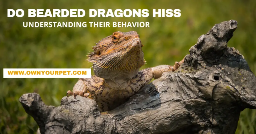 Do Bearded Dragons Hiss? Understanding Their Behavior