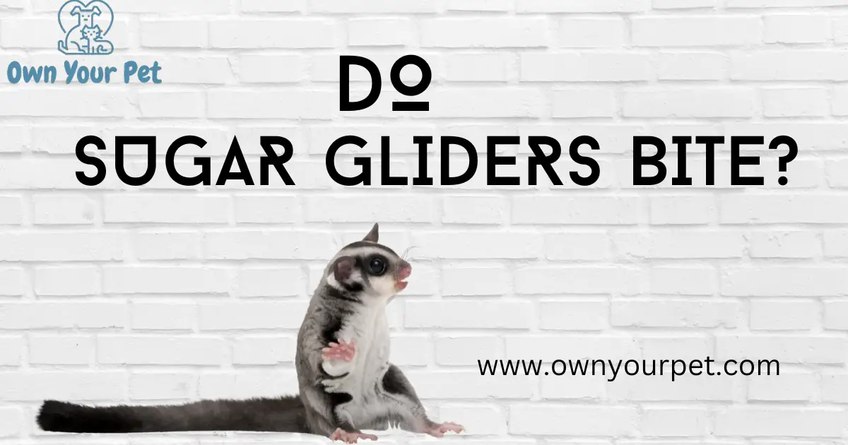 Do Sugar Gliders Bite?