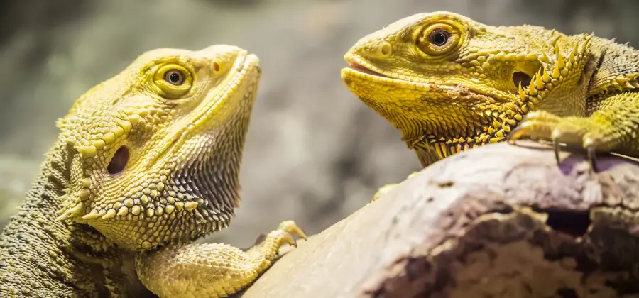 How Long Can a Bearded Dragon Go Without Heat