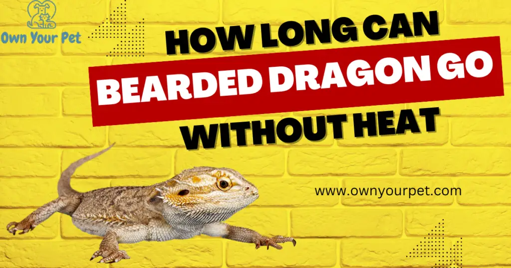 How Long Can a Bearded Dragon Go Without Heat