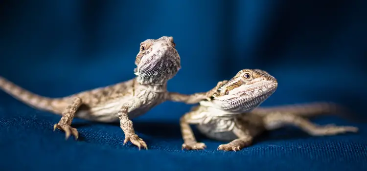 How to Tell if a Bearded Dragon is Male or Female | How to Tell if a Bearded Dragon is Male or Female 3