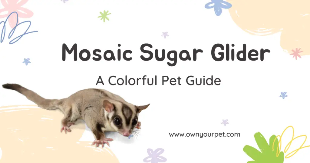 Mosaic Sugar Gliders