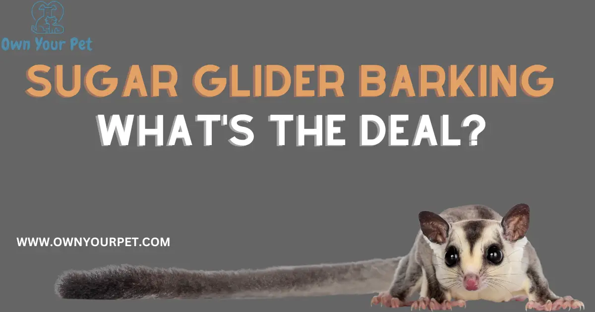 Sugar Glider Barking: What's the Deal?