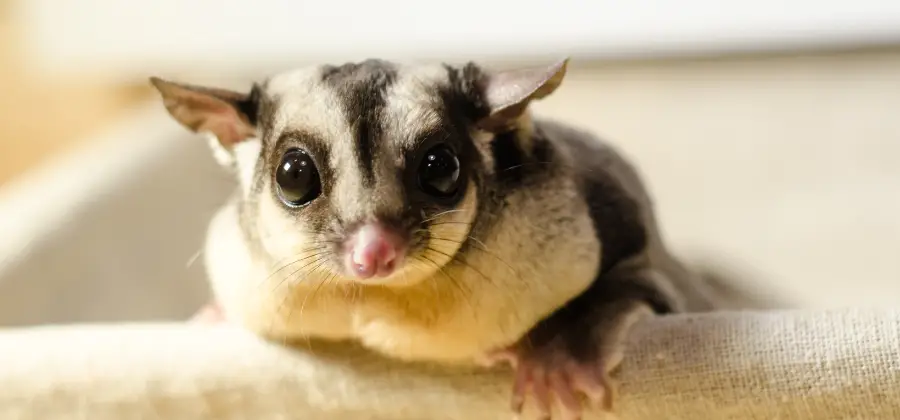 How To Bond With A Sugar Glider