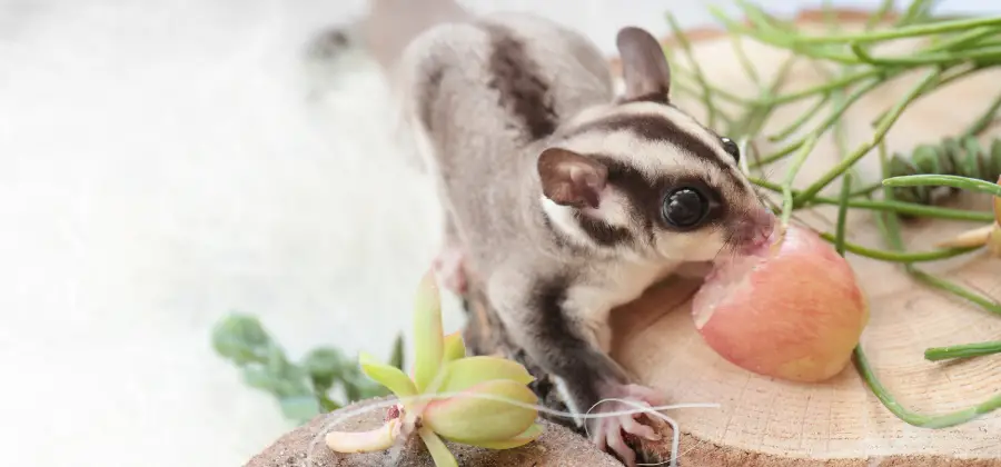 What Do Sugar Gliders Eat: