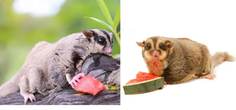 What Do Sugar Gliders Eat: