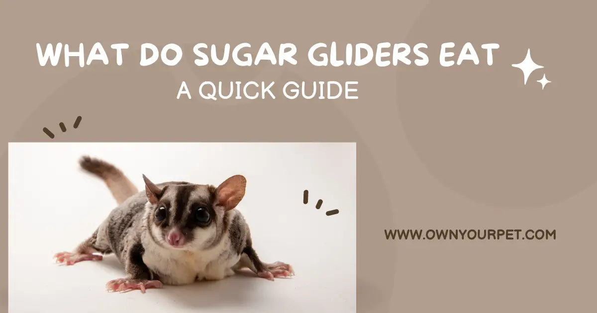 What Do Sugar Gliders Eat: A Quick Guide