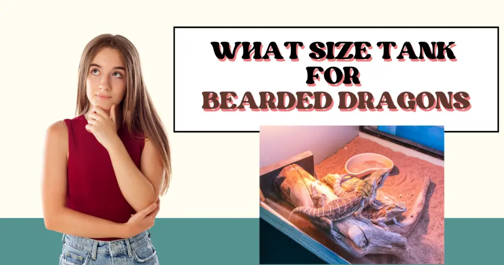 What Size Tank for Bearded Dragons