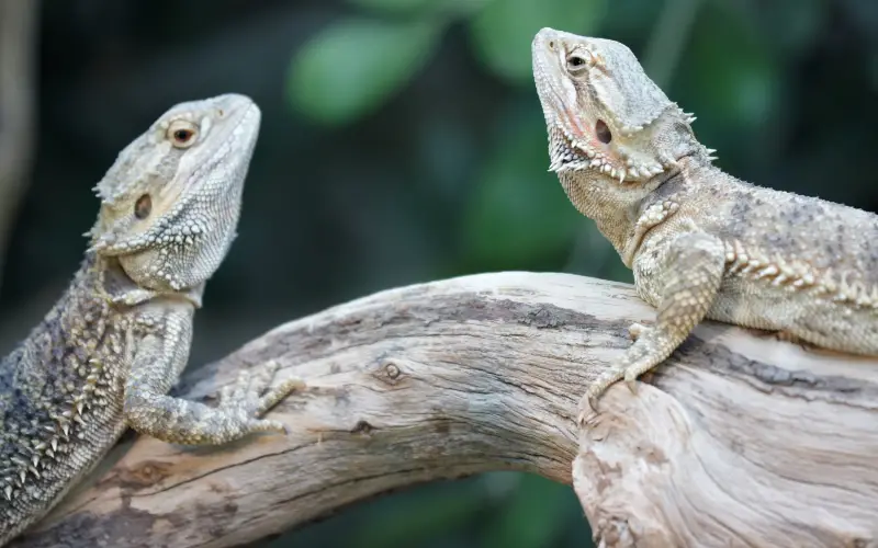 How to Tell if a Bearded Dragon is Male or Female
