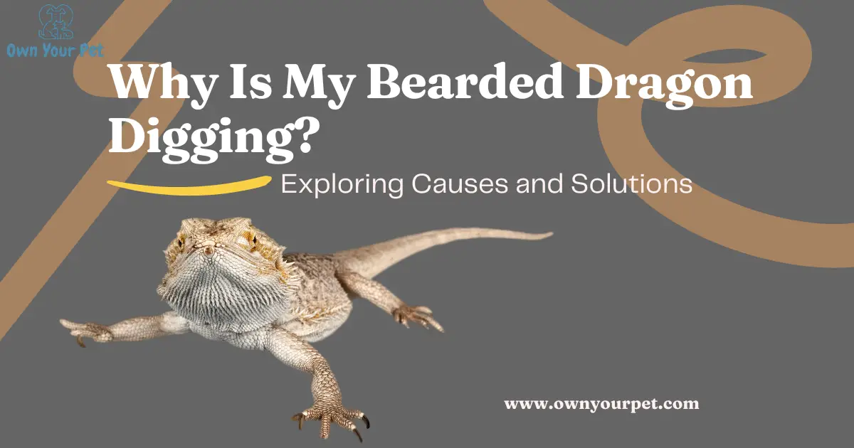 Why Is My Bearded Dragon Digging? Exploring Causes and Solutions