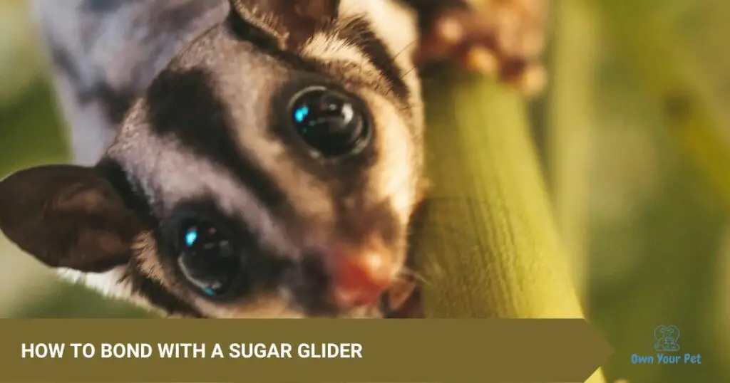 How To Bond With A Sugar Glider